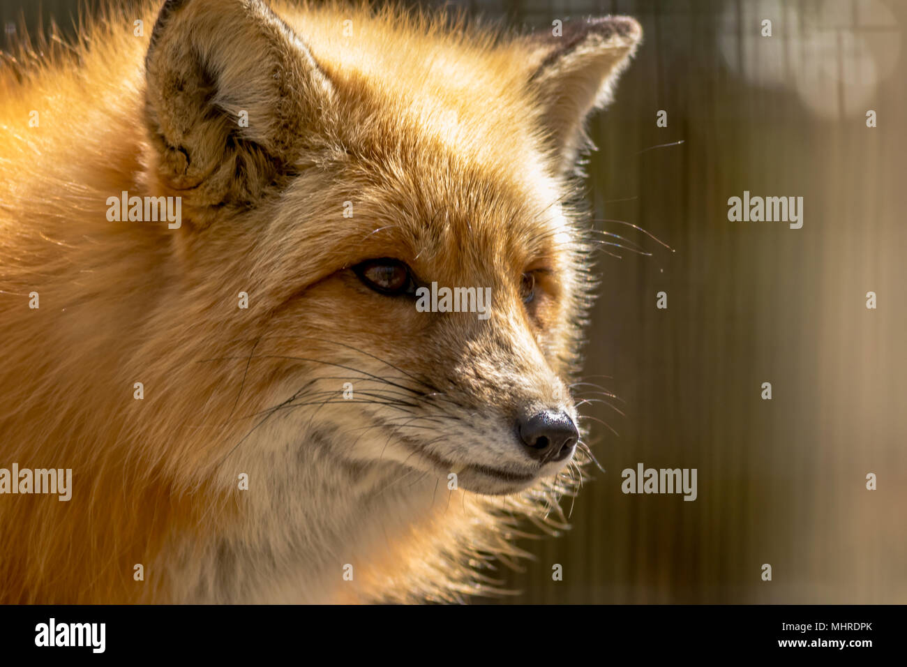 Red Fox (Vulpes vulpes vulpes) close-up (in cattività) nella luce morbida Foto Stock