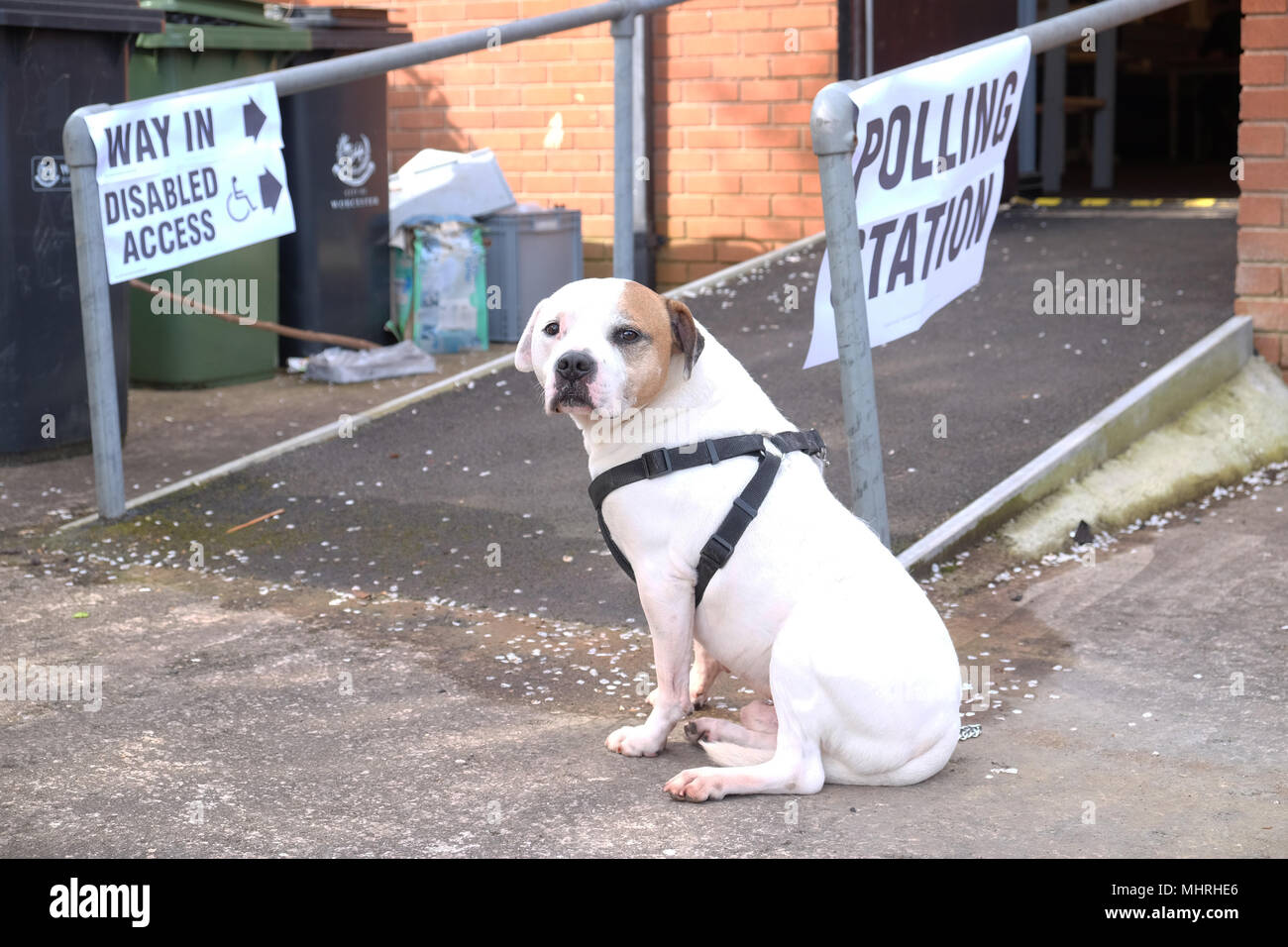 Worcester, Regno Unito - giovedì 3 maggio 2018 - Elezioni locali oggi per Worcester City Council con un terzo dei seggi del Consiglio per la elezione. Croce Staffie cane attende pazientemente per il suo titolare di venire fuori dalla stazione di polling a Portobello pub di Worcester. Foto Steven Maggio / Alamy Live News Foto Stock