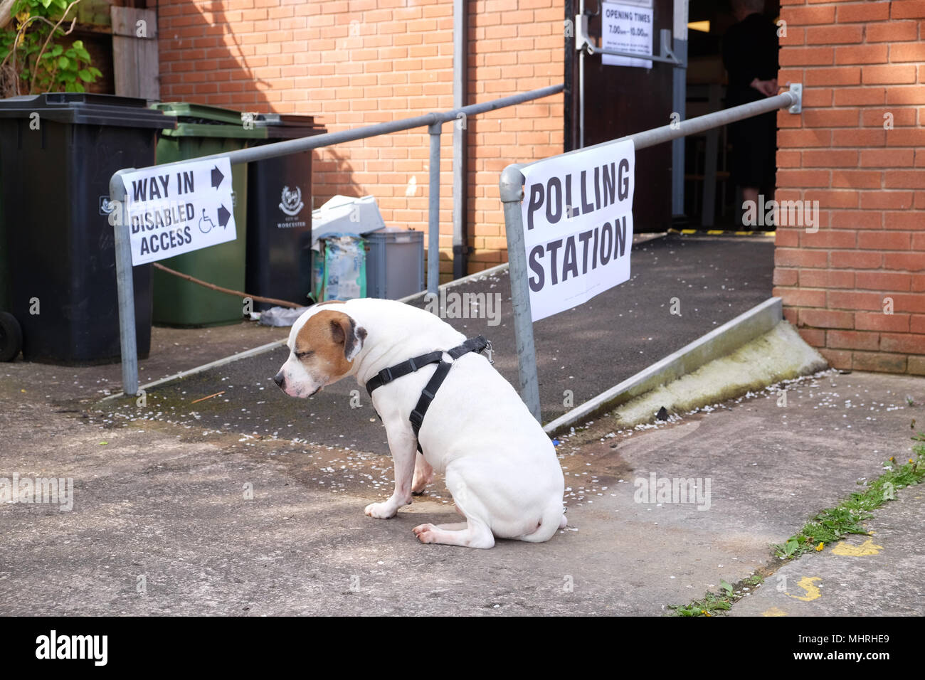 Worcester, Regno Unito - giovedì 3 maggio 2018 - Elezioni locali oggi per Worcester City Council con un terzo dei seggi del Consiglio per la elezione. Croce Staffie cane attende pazientemente per il suo titolare di venire fuori dalla stazione di polling a Portobello pub di Worcester. Foto Steven Maggio / Alamy Live News Foto Stock