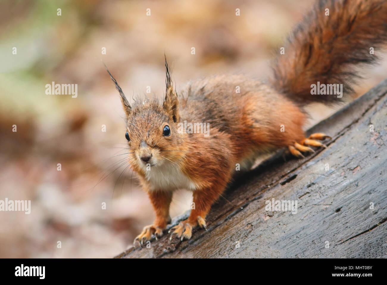 Red scoiattolo (Sciurus vulgaris) oltre il tronco, Asturias, Spagna. Foto Stock