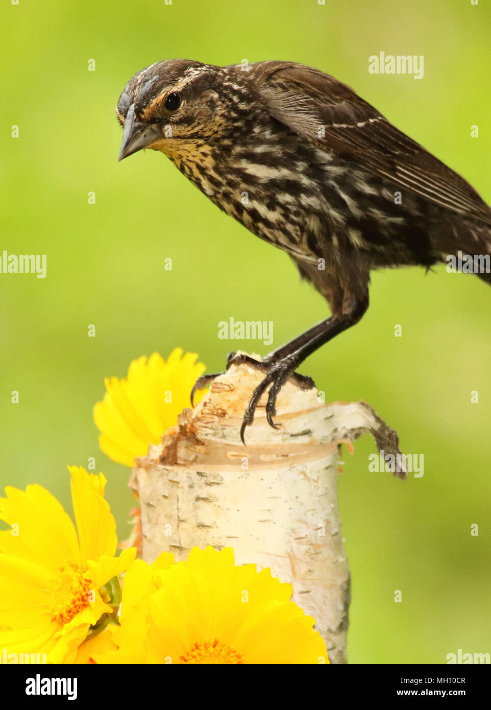 Una femmina rosso-winged Blackbird pausa tra fiori di colore giallo durante la primavera. Foto Stock