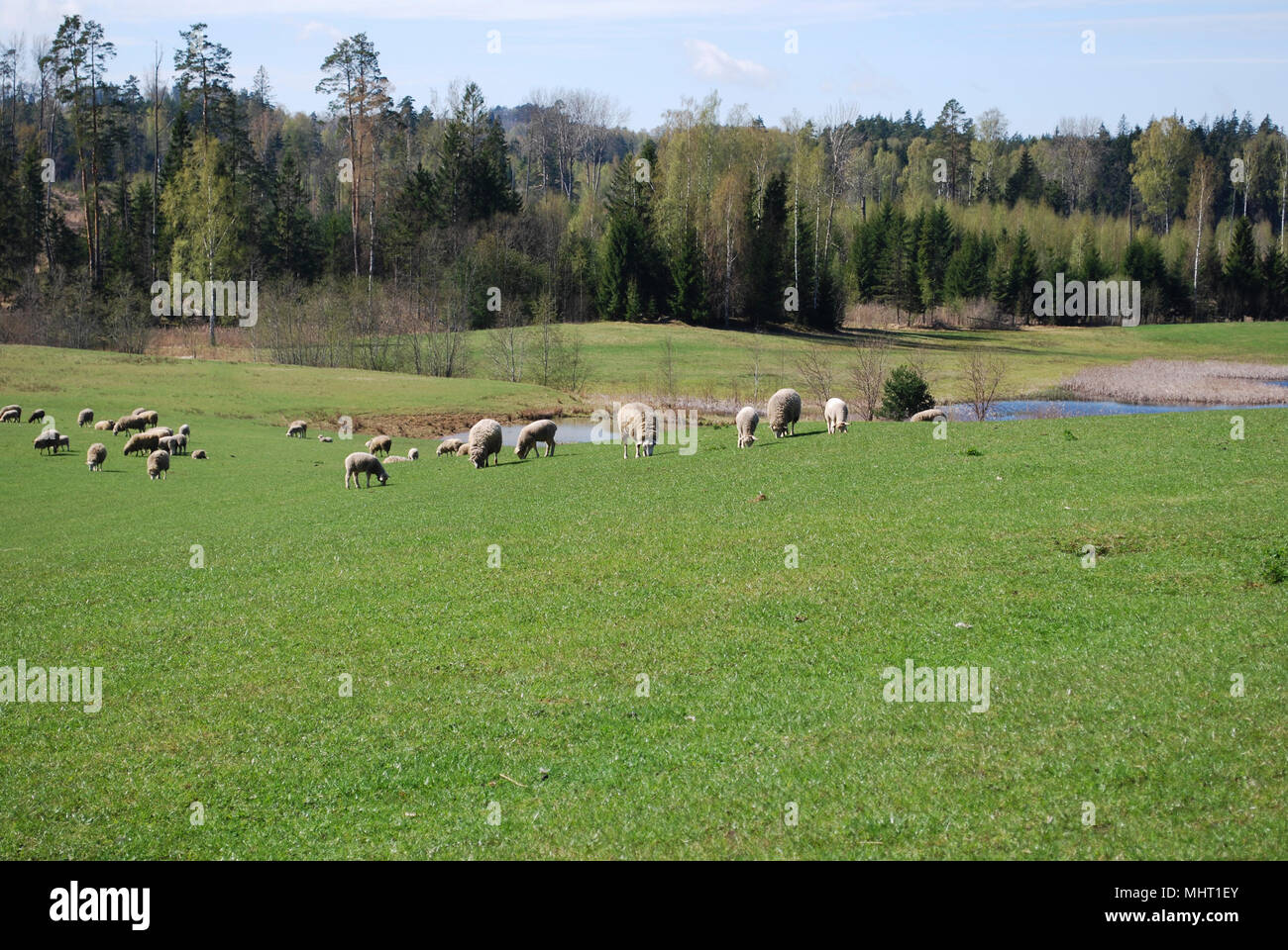Paesaggio di montagna. Verde prato, in background pascolare le pecore, stagno e Foresta di primavera. Foto Stock
