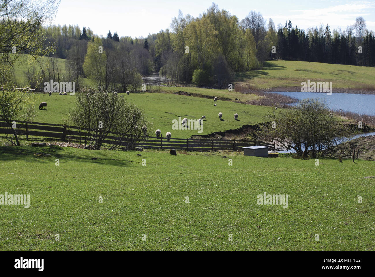 Paesaggio di montagna. Verde prato, in background pascolare le pecore, stagno e Foresta di primavera. Foto Stock
