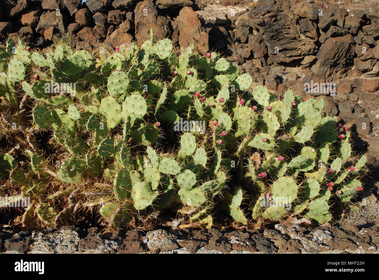 L' Opuntia cactus con frutti rossi è un genere nella famiglia di cactus, Cactaceae. La maggior parte utilizza culinaria del termine "Ficodindia" si riferiscono a questa specie. Foto Stock