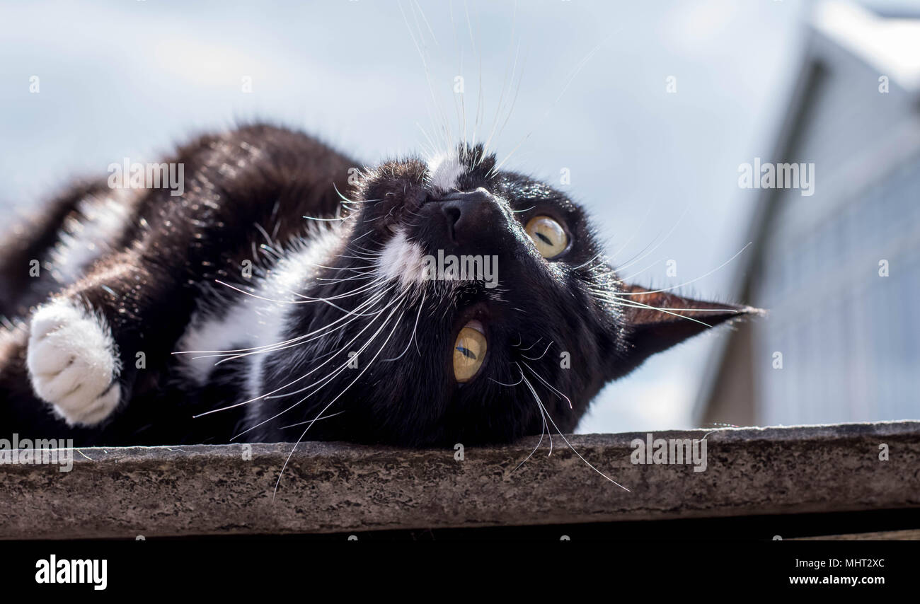 Tuxedo cat posa al sole, guardando verso l'alto in un Cielo di estate in Banbury Foto Stock