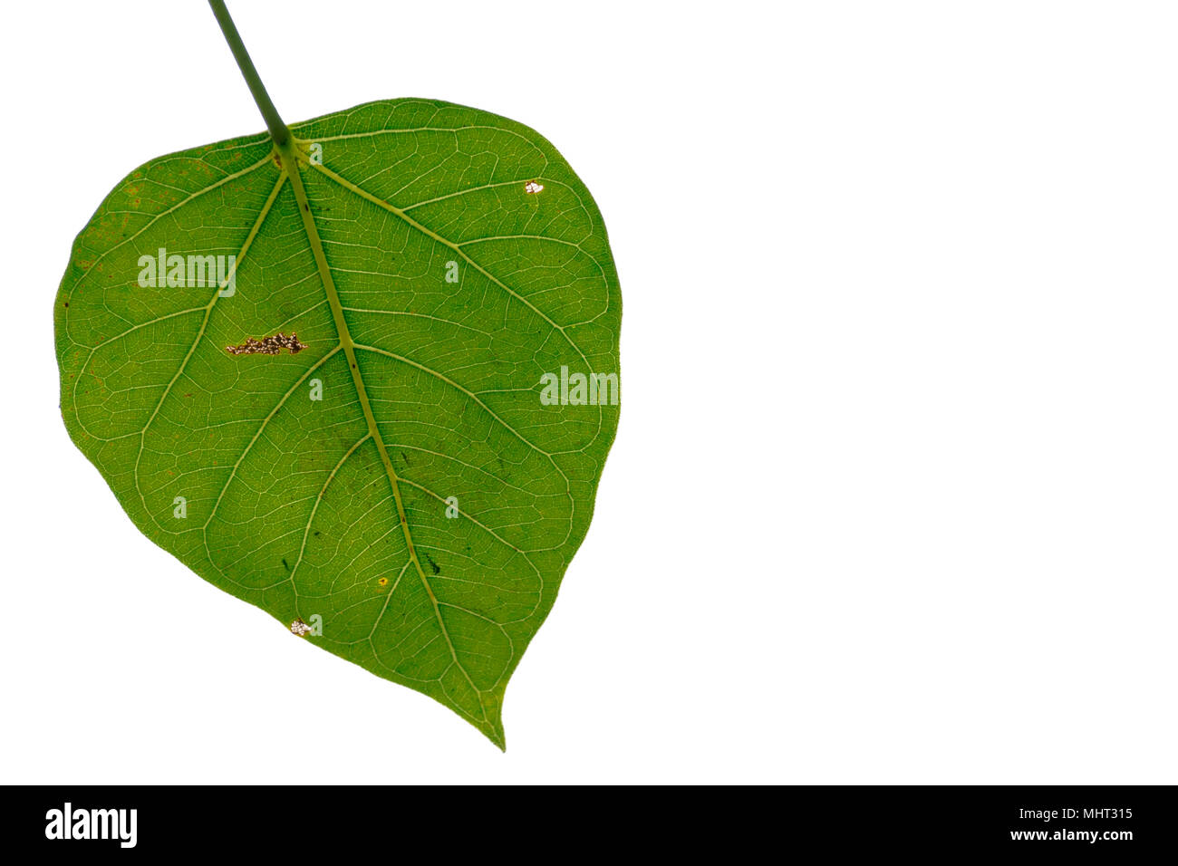 Bodhi leaf,lo sfondo è bianco,cambio di stagione Foto Stock