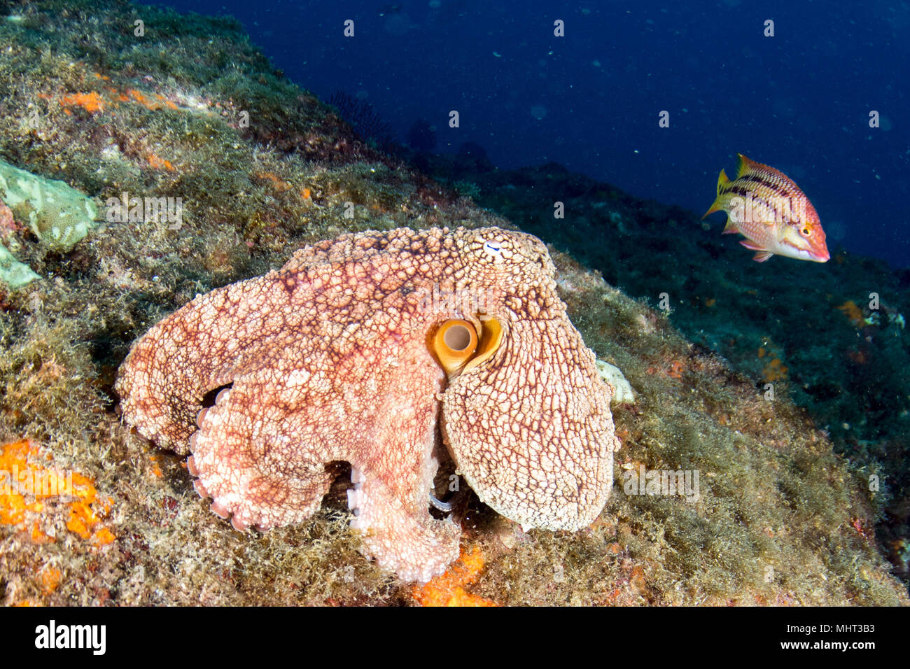 Il polpo underwater close up Verticale dettaglio caccia su rocce Foto Stock