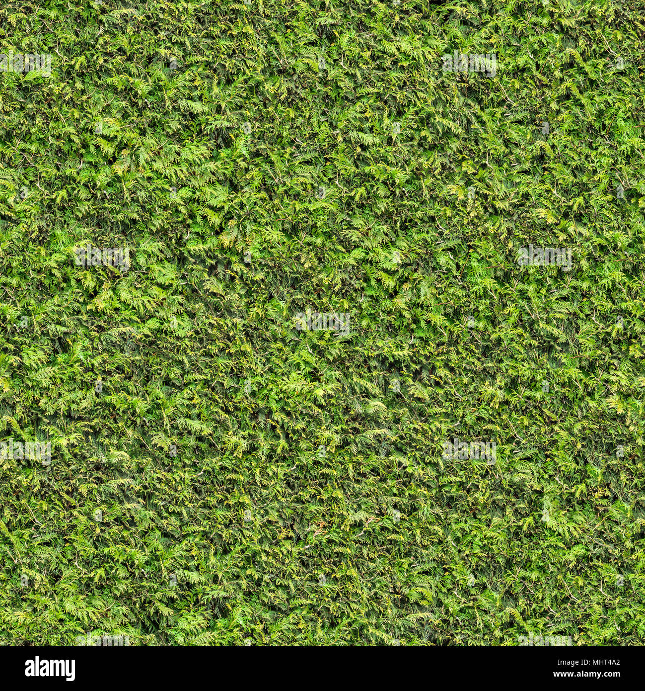 Di conifere albero sempreverde con piccole foglie. Foto Stock