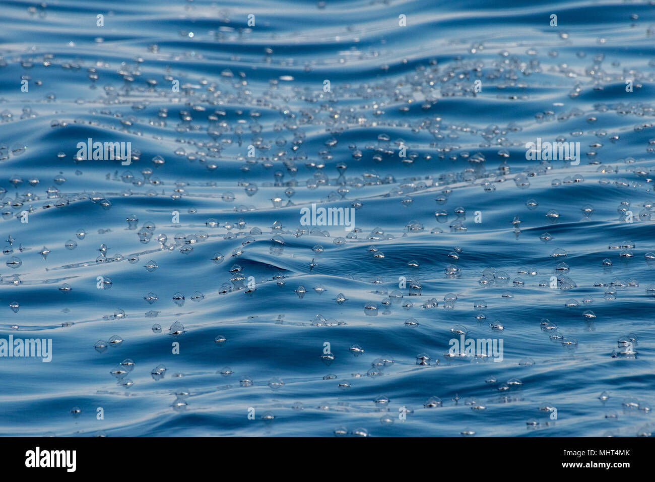 Meduse velella sul profondo blu del mare sullo sfondo Foto Stock