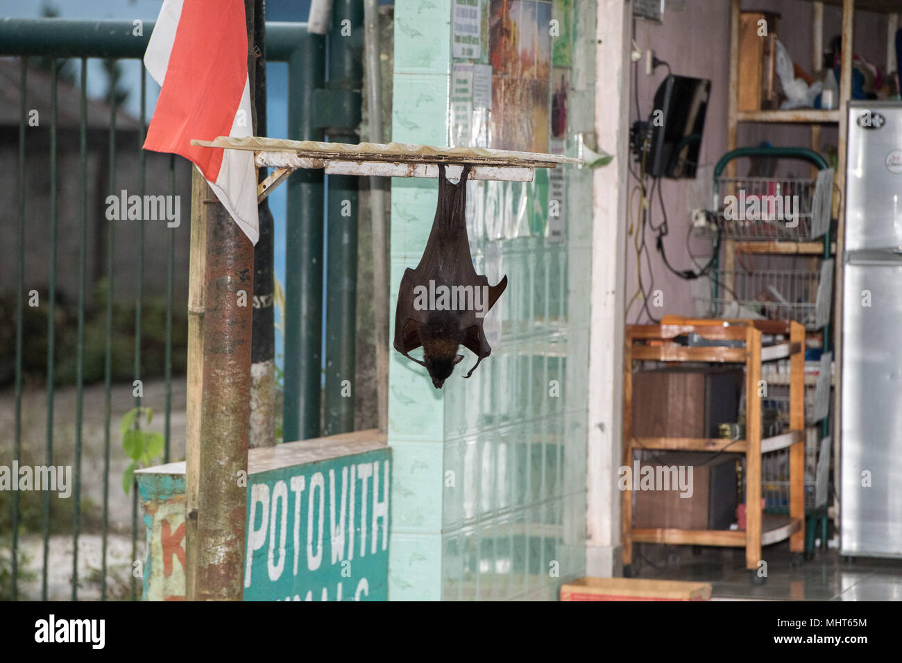 BALI, Indonesia - 13 agosto 2016 - Foto con animali shop un flying fox close up ritratto della vista di dettaglio come uno zoo Foto Stock