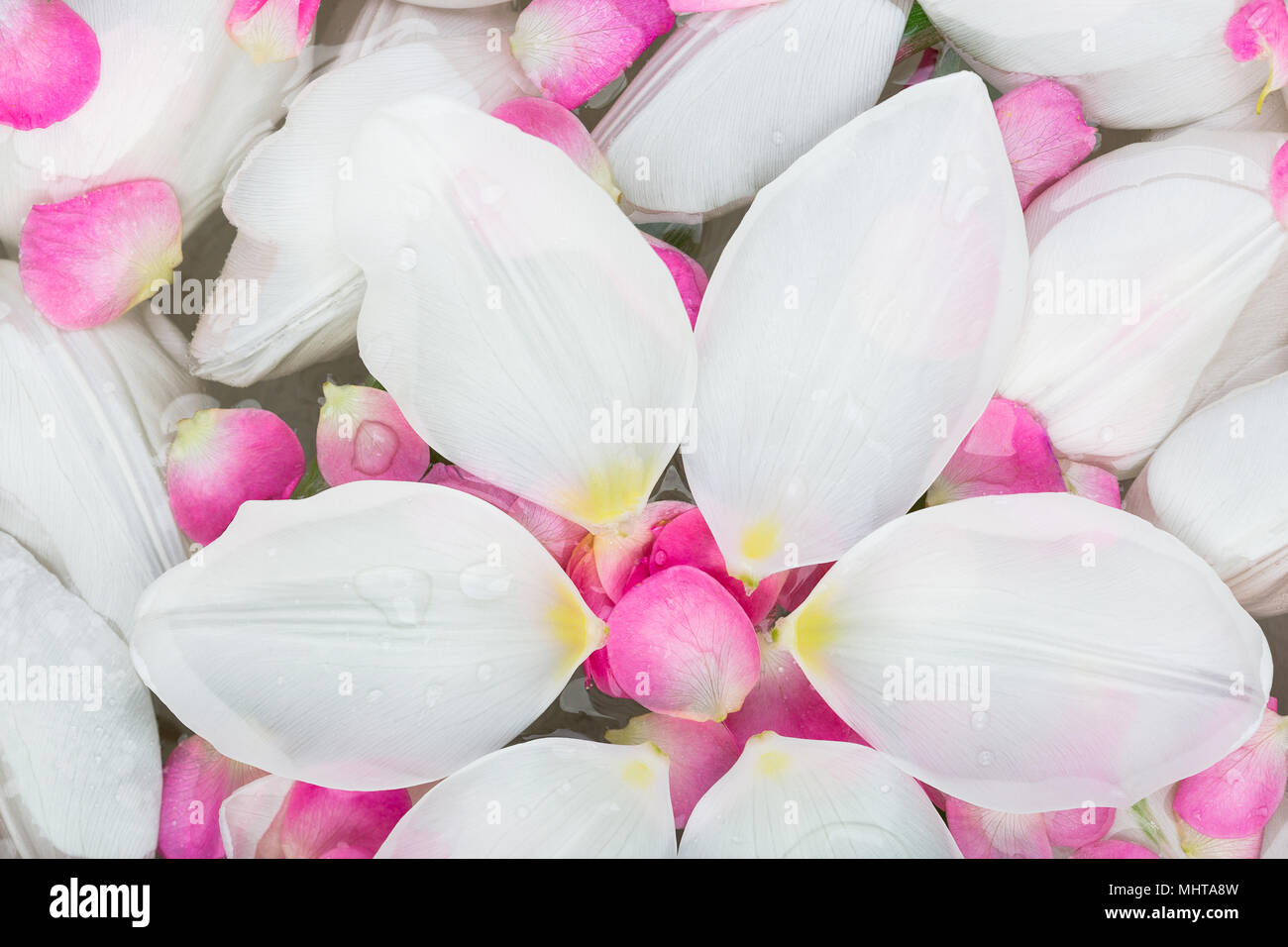 Ambiente, trattamento, concetto crescente. adorabile predisposto sullo sfondo di numerose di delicati petali in bianco e colore rosa thar sono galleggianti sulla superficie dell'acqua Foto Stock