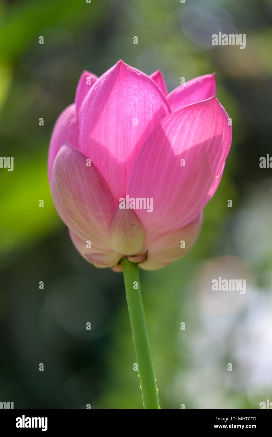 Sacro Lotus, Indisk lotus (Nelumbo nucifera) Foto Stock