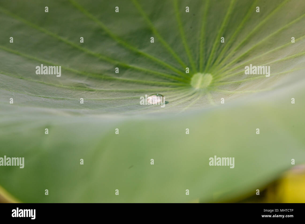 Sacro Lotus, Indisk lotus (Nelumbo nucifera) Foto Stock