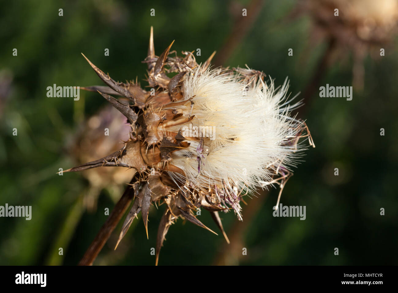 Cardo mariano, Mariatistel (Silybum marianum) Foto Stock