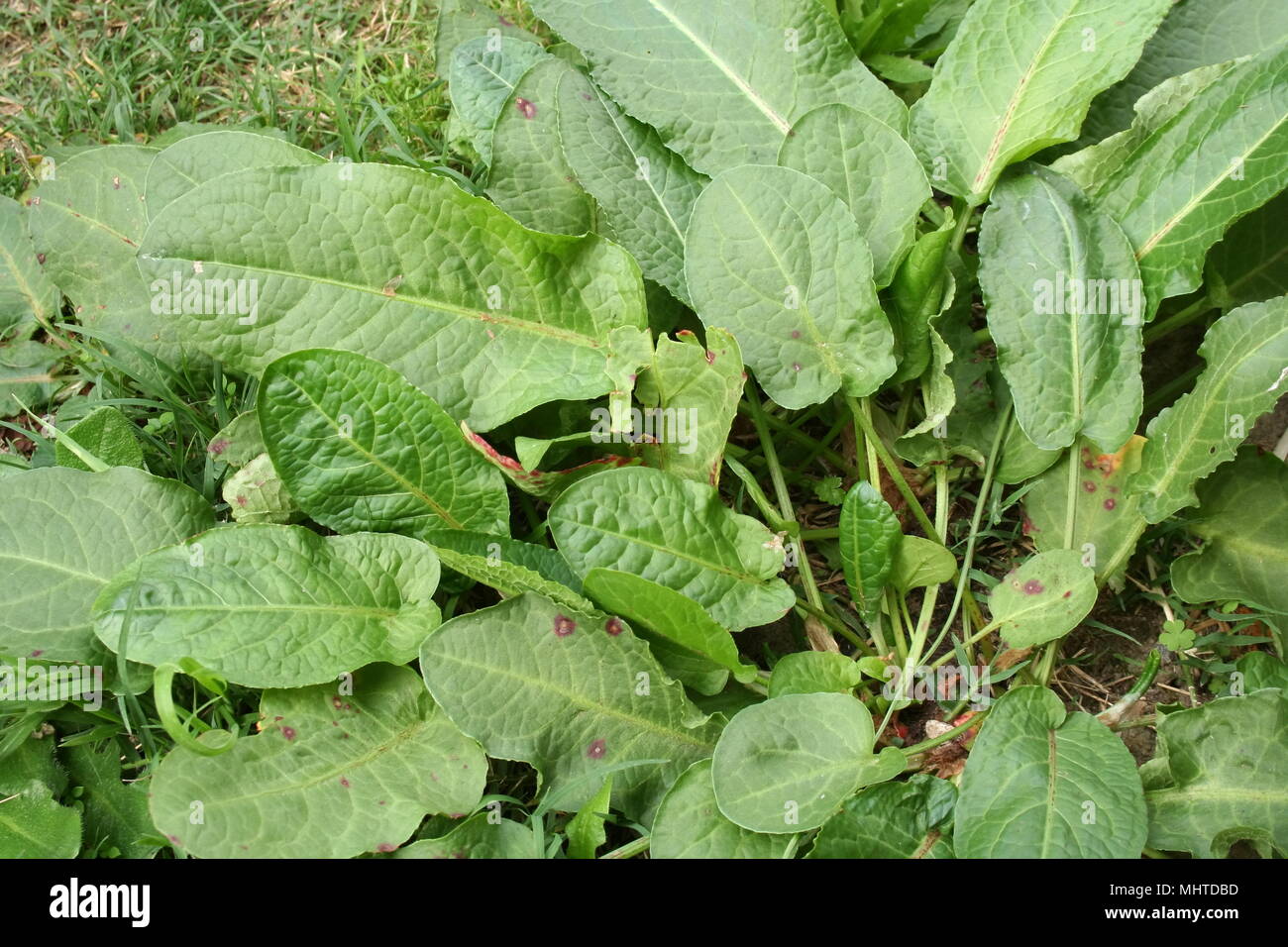 Curly Dock weed - 'Rumex crispus' Foto Stock