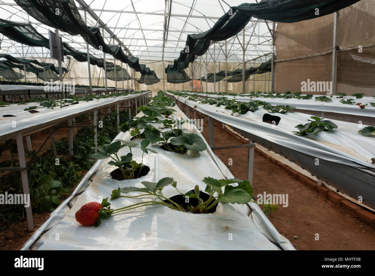 Idroponico Strawberry Farm. Il Hydroponics metodo di coltivazione di piante  di fragole, in acqua, senza suolo. Idroponico lattughe nella tubazione  idroponica Foto stock - Alamy
