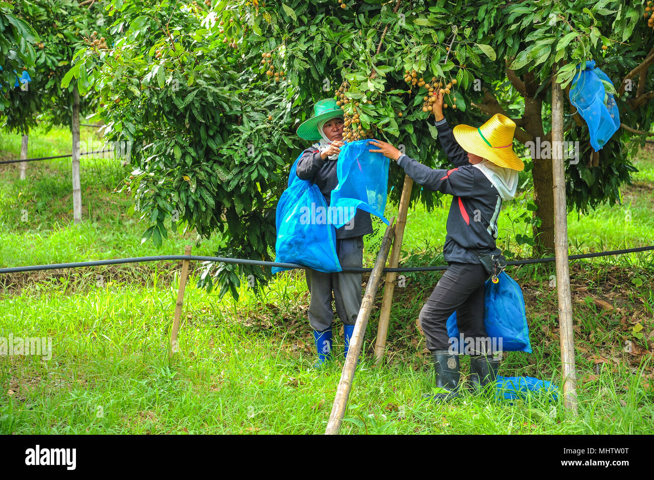 Sukhothai, Tailandia - 5 Giugno 2011: gli agricoltori longan di copertura di plastica con borse di maglia per proteggere longan da bug nella fattoria in Sukhothai, Thailandia Foto Stock