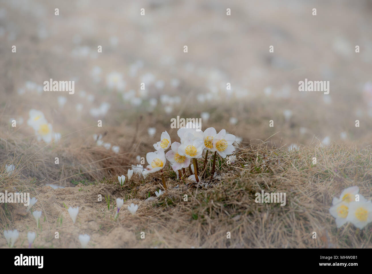 Mazzetto Helleborus niger nel campo appena fiorì Foto Stock