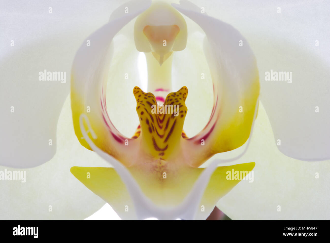 Close-up di fiori di orchidea. regioni interne. il fiore interno è chiamato petalo. Questo pezzo è denominato '' Labellum '' che significa labbra. Foto Stock