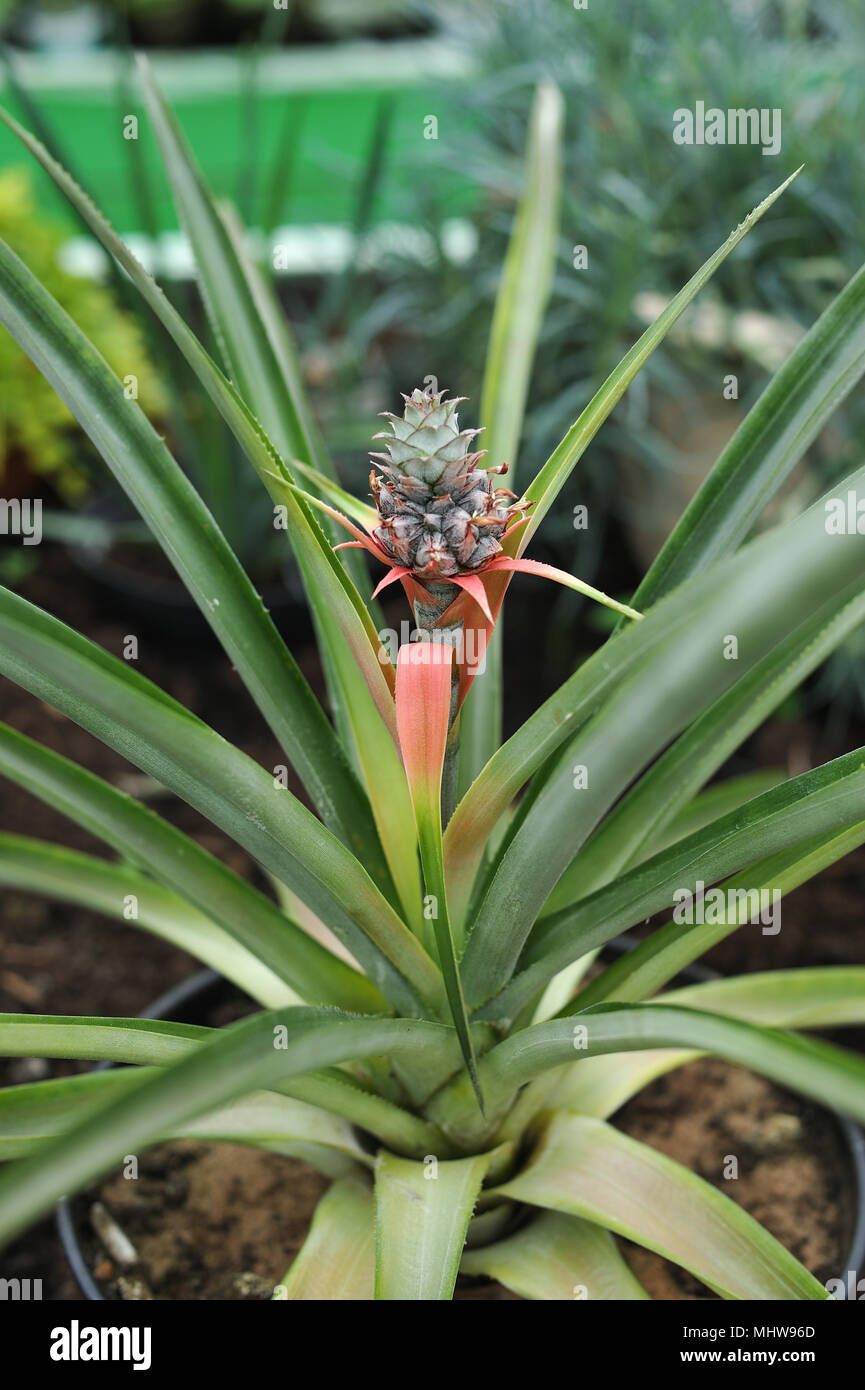 Chiudere la fotografia del fiore di ananas in serra. Foto Stock