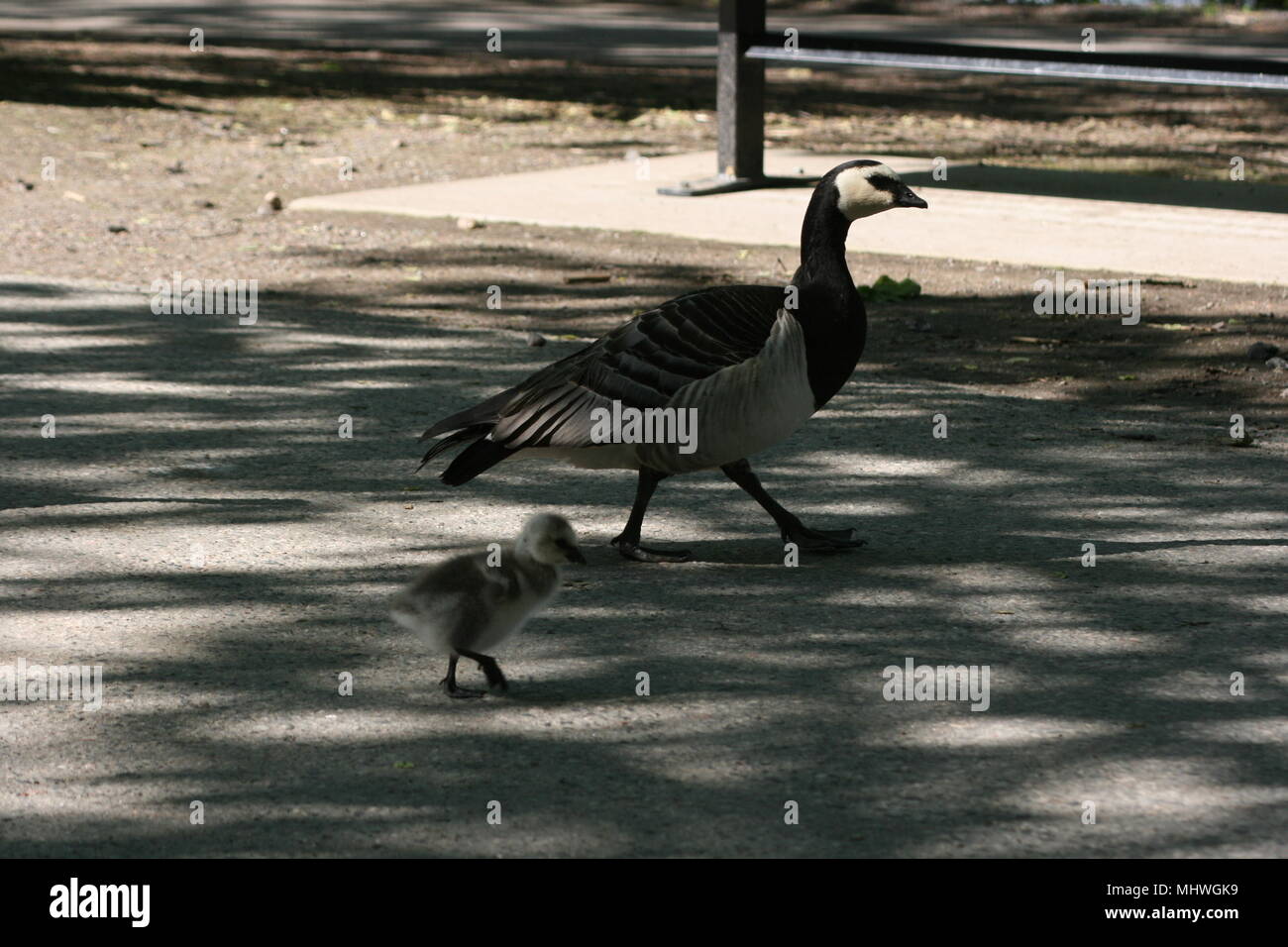 Goose con pollo a piedi lungo la strada Foto Stock
