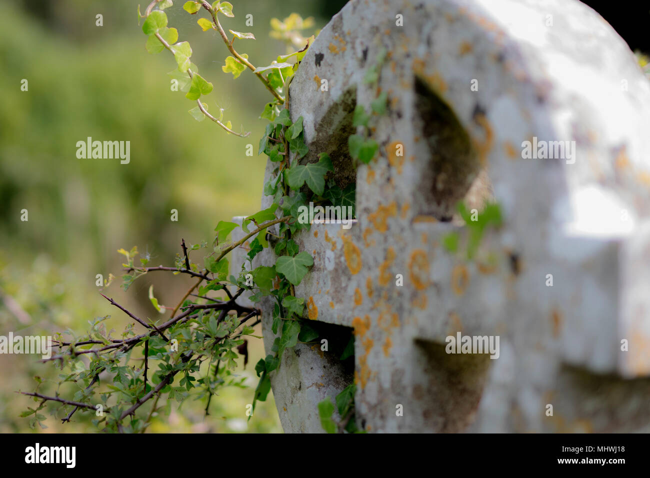 Ivy crescendo attraverso una vecchia lastra tombale oin Lansdwon cimitero vasca da bagno Foto Stock