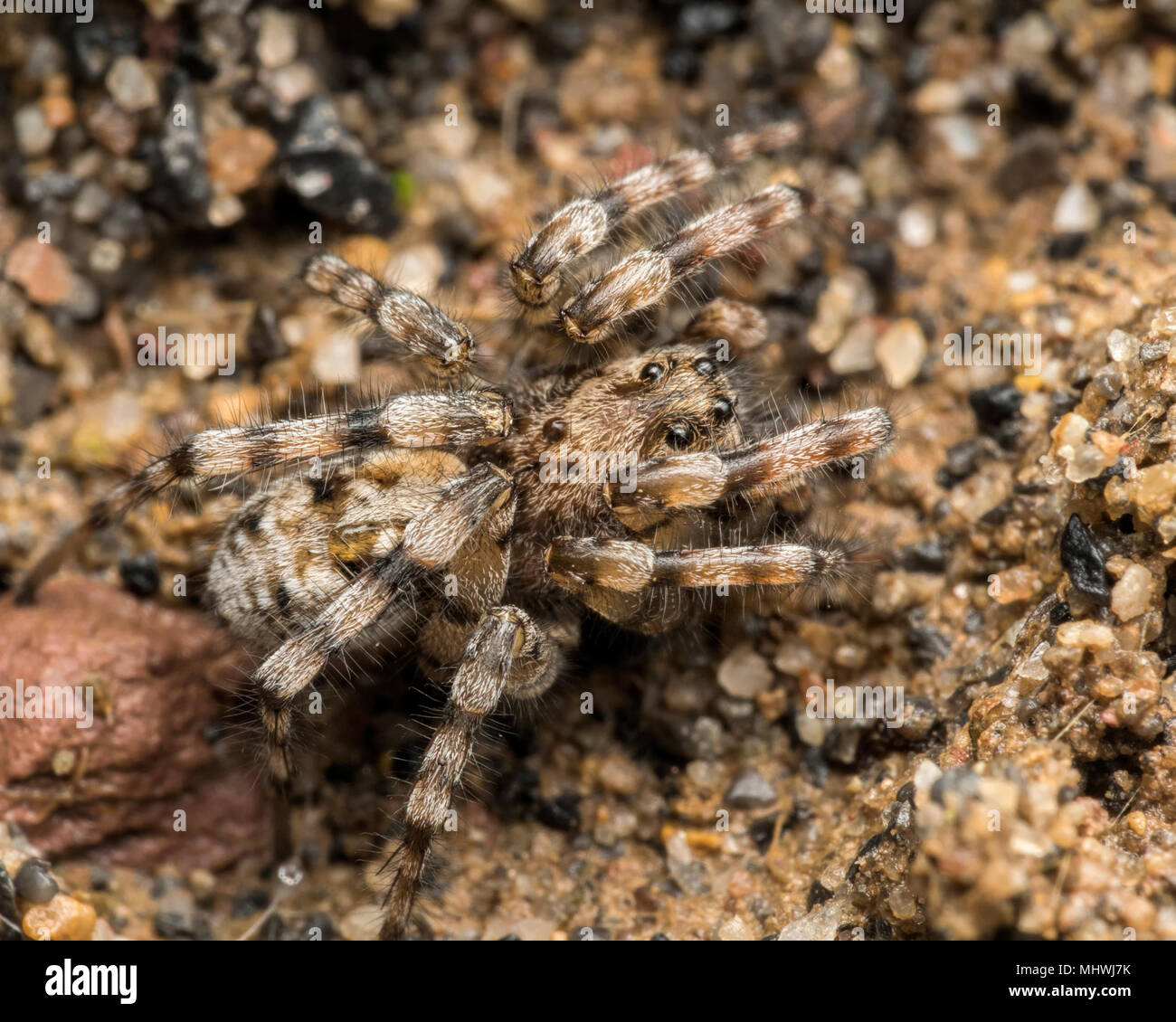 Wolf Spider (Arctosa perita) ben mimetizzata nella buca di sabbia habitat. Tipperary, Irlanda Foto Stock