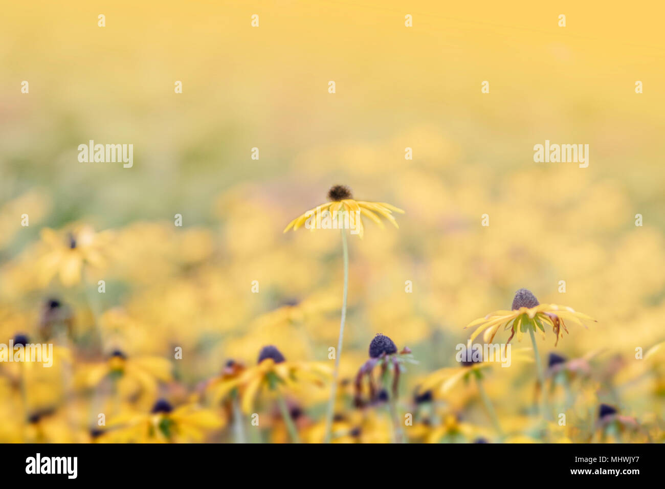 Mare di fiori gialli con uno stare al di sopra del resto, foto macro in modo soft focus Foto Stock