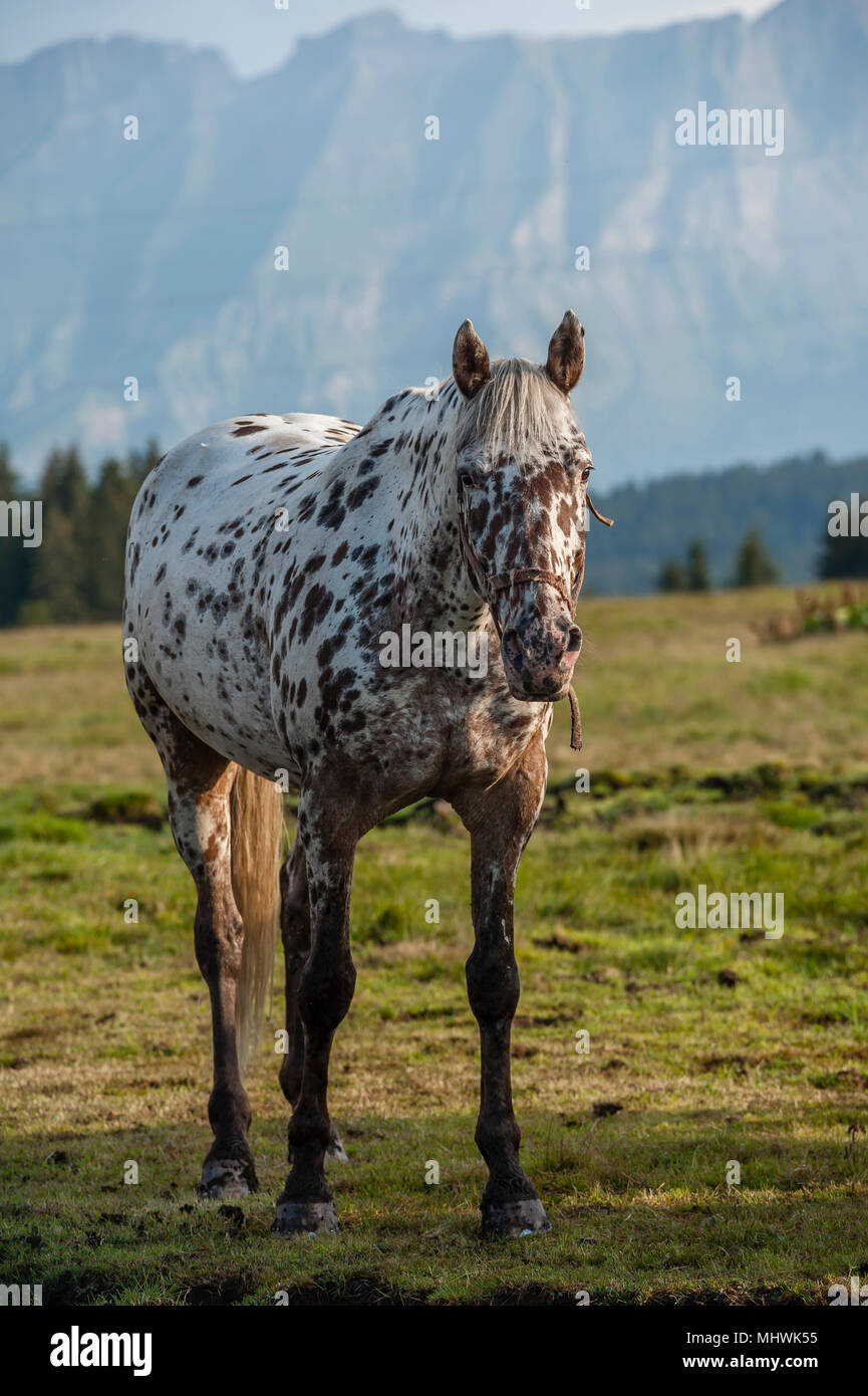 Equitazione stabile, Les Saisies, Savoie départment di Francia. Foto Stock