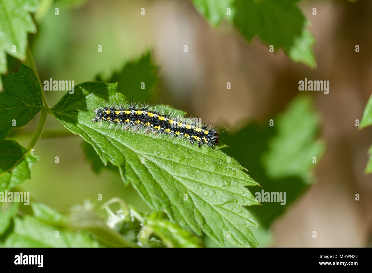 Callimorpha dominula - Scarlet Tiger caterpillar Foto Stock
