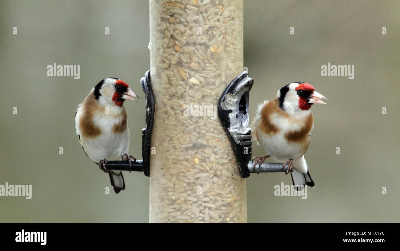 Unione cardellini (Carduelis carduelis) di alimentazione da un alimentatore di uccelli ad estate Leys riserva naturale, Northamptonshire, Inghilterra. Foto Stock