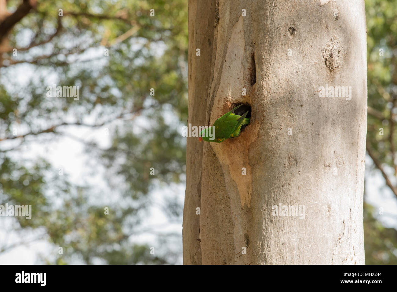 Un piccolo Lorikeet (Glossopsitta pusilla) non Rainbow Lorikeet, nidificante in una cavità in un albero di eucalipto a Hallidays Point, Black Head Beach Australia Foto Stock