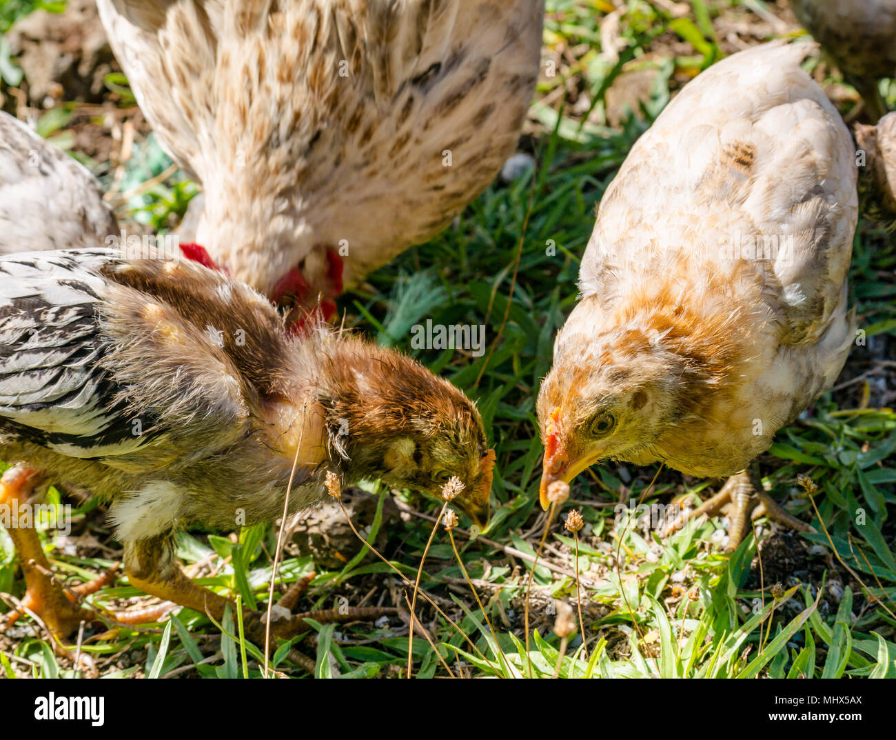 Cortile interno di polli, Isola di Pasqua, Cile. Pollo femmina con i pulcini di avanzamento sul terreno Foto Stock