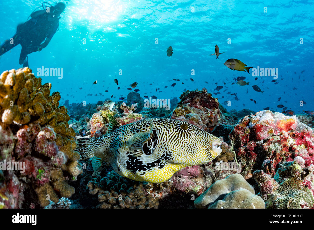 Una scatola di pesci nel background della barriera corallina delle Maldive Foto Stock