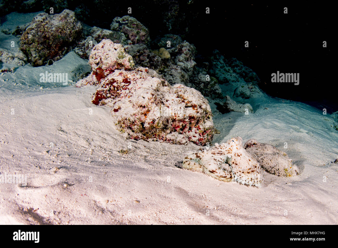 Polpo ritratto subacquea caccia in sabbia mentre immersioni notturne in Indonesia Foto Stock