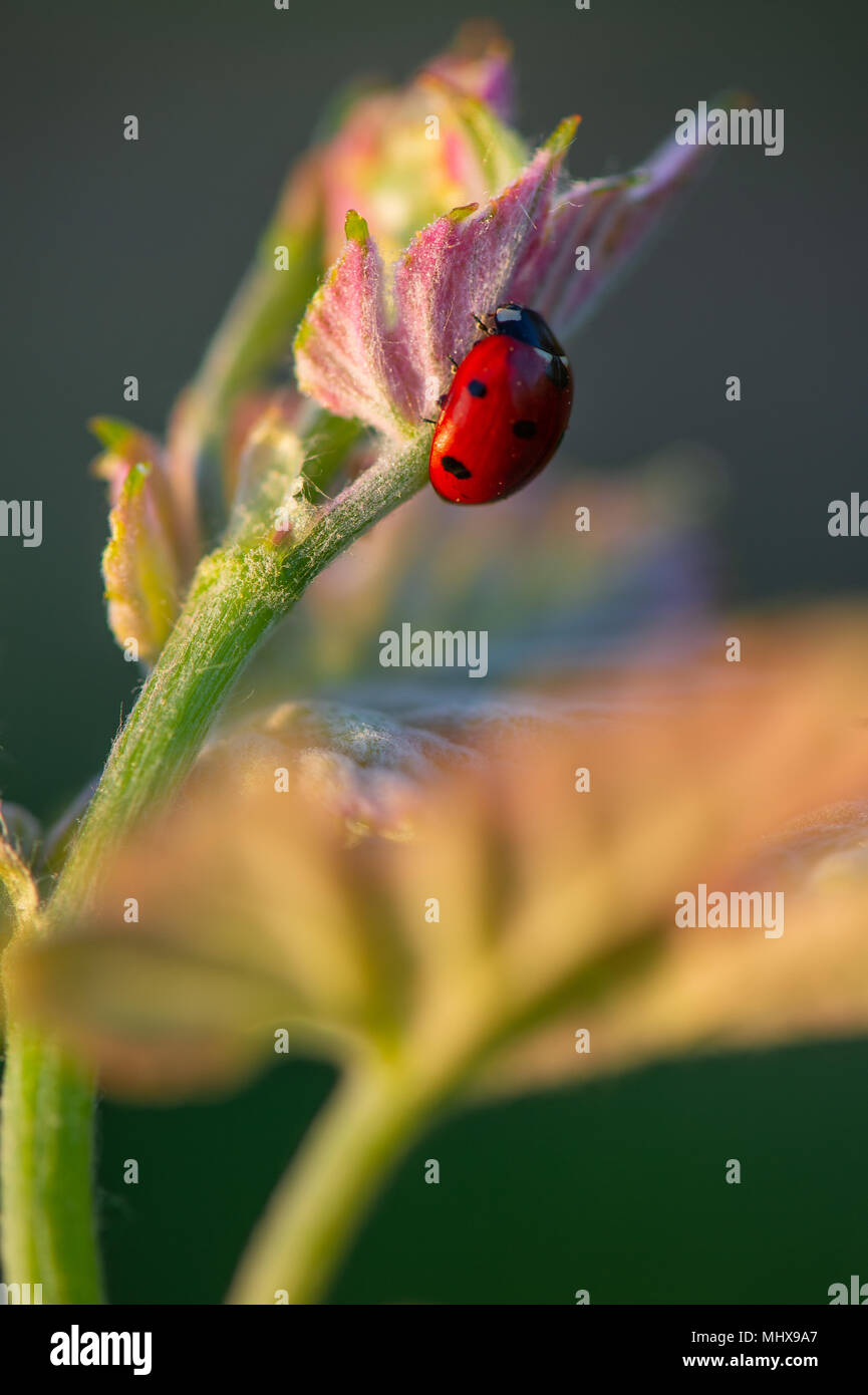 Macro di un rosso coccinella nel vigneto di vino verde foglia sfondo sfocato Foto Stock