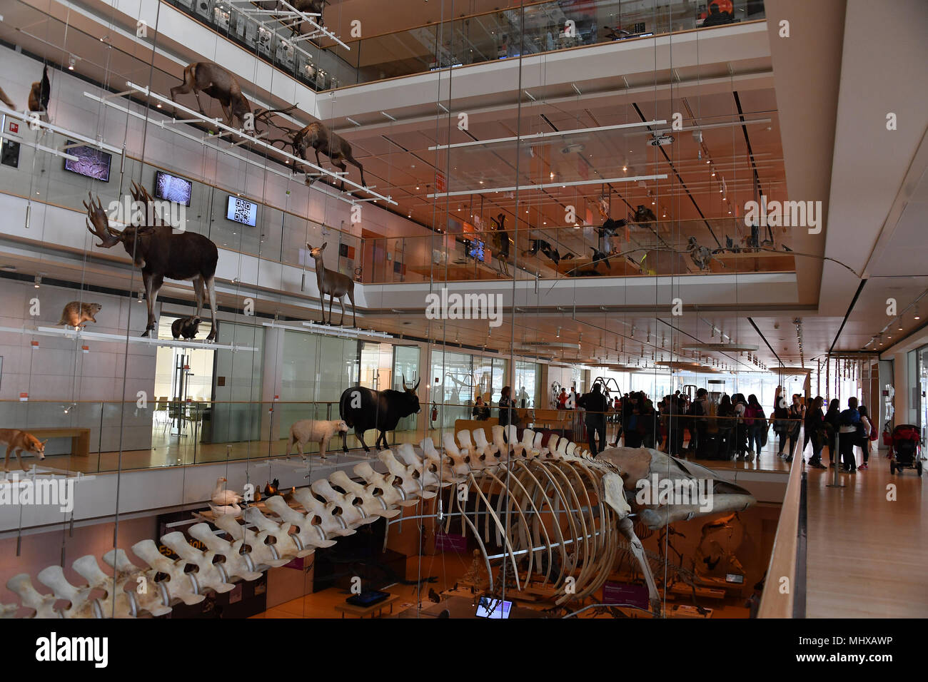 TRENTO, Italia - MARZO 27, 2018 - Muse è il nuovo museo interattivo di Italia, progettato dal noto architetto Renzo Piano e piena di studenti in intera Foto Stock