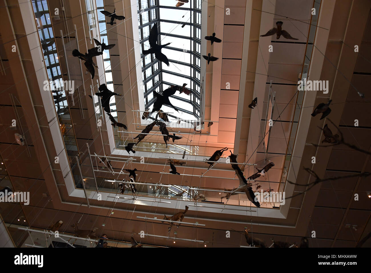 TRENTO, Italia - MARZO 27, 2018 - Muse è il nuovo museo interattivo di Italia, progettato dal noto architetto Renzo Piano e piena di studenti in intera Foto Stock