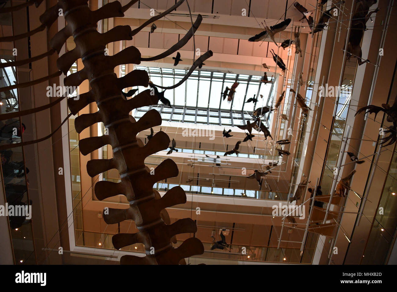 TRENTO, Italia - MARZO 27, 2018 - Muse è il nuovo museo interattivo di Italia, progettato dal noto architetto Renzo Piano e piena di studenti in intera Foto Stock