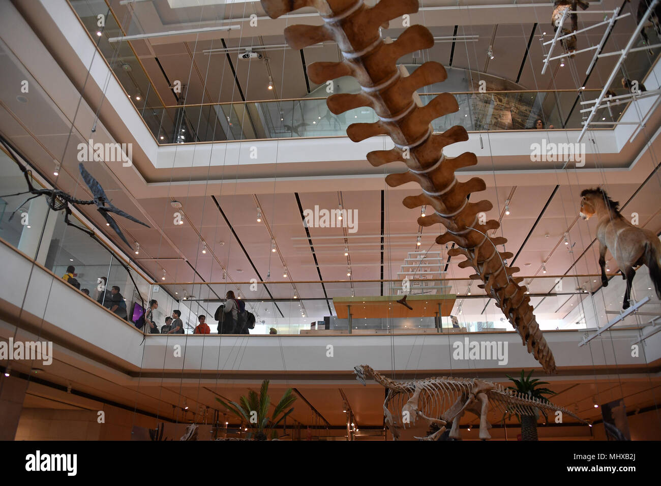 TRENTO, Italia - MARZO 27, 2018 - Muse è il nuovo museo interattivo di Italia, progettato dal noto architetto Renzo Piano e piena di studenti in intera Foto Stock