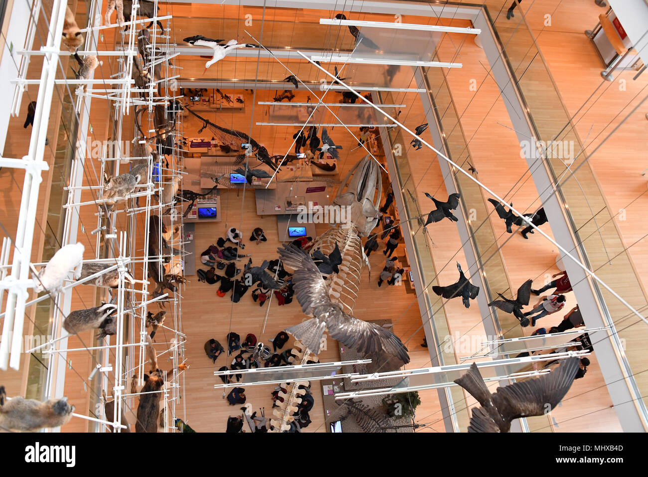 TRENTO, Italia - MARZO 27, 2018 - Muse è il nuovo museo interattivo di Italia, progettato dal noto architetto Renzo Piano e piena di studenti in intera Foto Stock