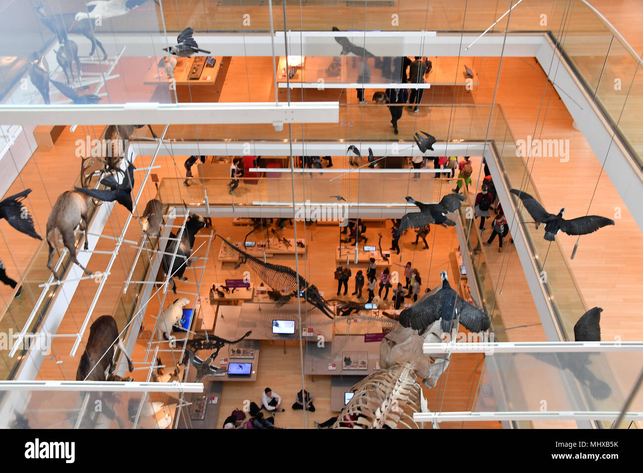 TRENTO, Italia - MARZO 27, 2018 - Muse è il nuovo museo interattivo di Italia, progettato dal noto architetto Renzo Piano e piena di studenti in intera Foto Stock