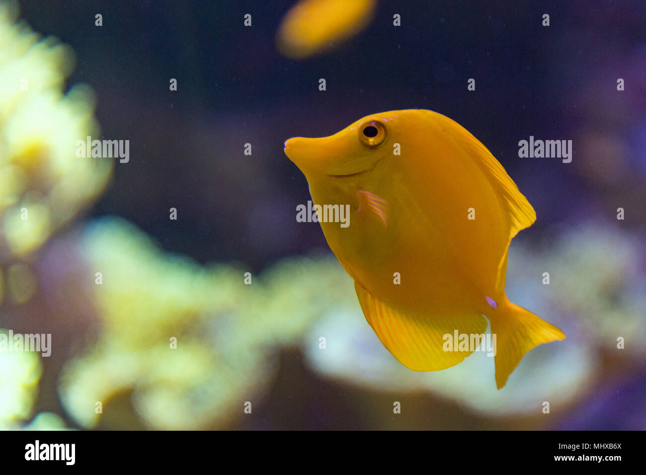Giallo pesce chirurgo zebrasoma flavescens close up Foto Stock