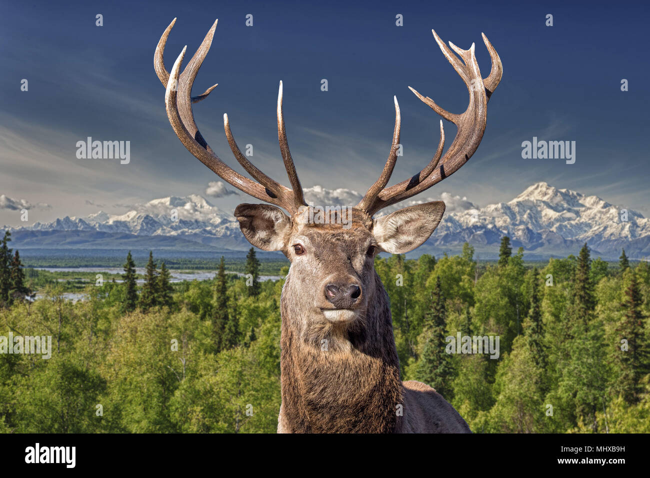 Maschio rosso cervo ritratto guardando a voi su alaska denali mc kinley sfondo di montagna Foto Stock