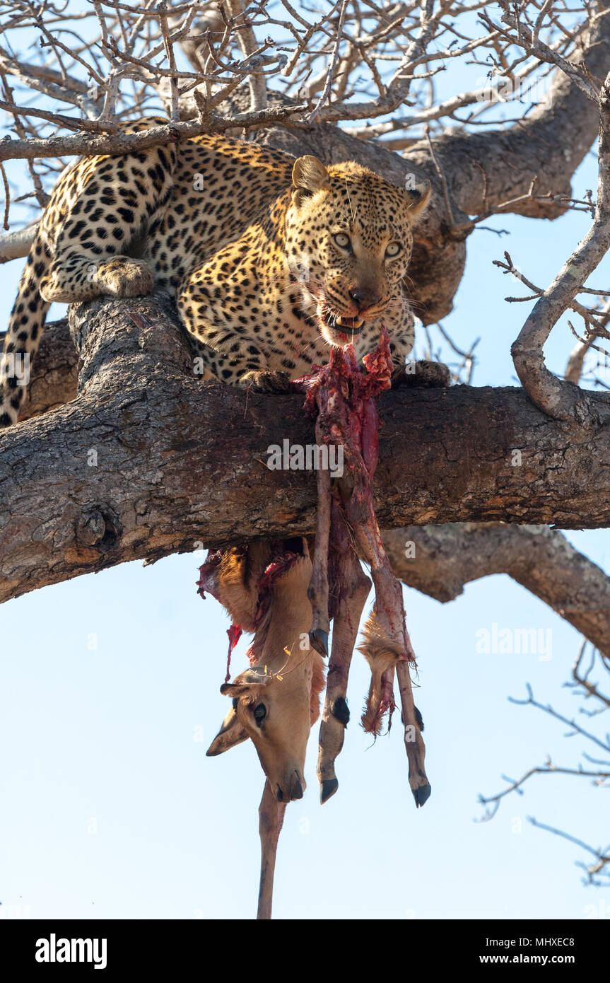 Leopard custodendo il suo kill, una giovane Impala, alta nei rami di un albero in Sabi Sands in Sud Africa. Foto Stock