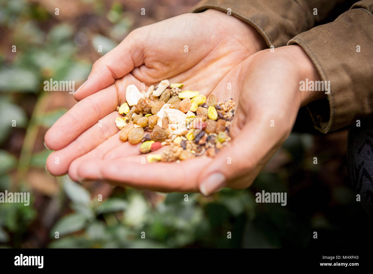 Donna mani a tazza tenendo la frutta secca e il dado mix Foto Stock