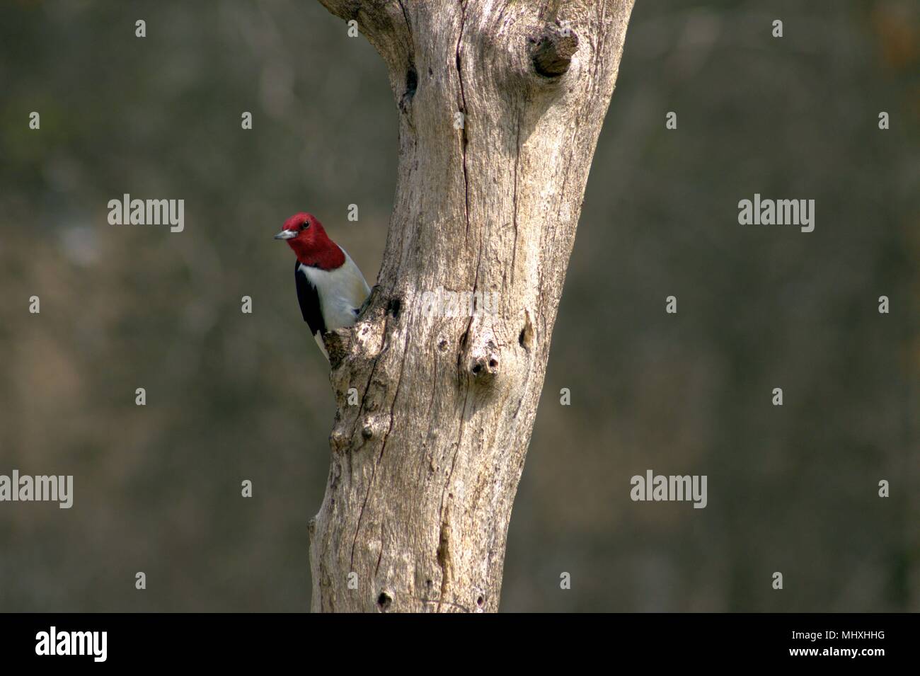 Un Rosso Picchio intestata Orologi da un albero morto Foto Stock