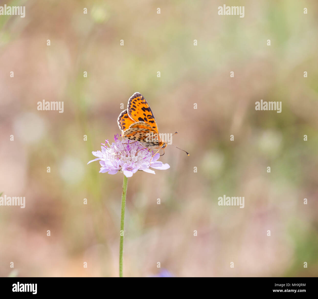 Avvistato Fritillary butterfly Melitaea didyma su un fiore in testa la Picos de Europa Spagna settentrionale Foto Stock