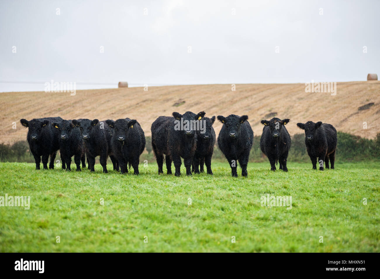 Galloway vacche con incroci vitelli di pascolare su pascoli magri in Cumbria. Foto Stock