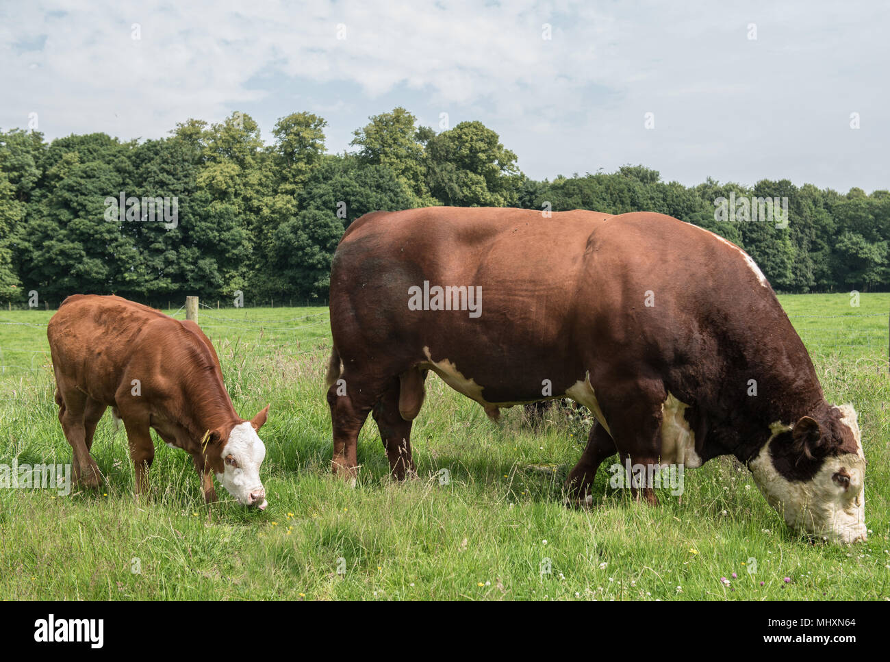 Hereford bull e Hereford pascolo di vitello in un campo in Cumbria. Foto Stock